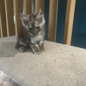 Chaton Maine Coon de race – prix 1400 €.