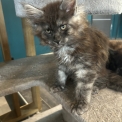 Chat Maine Coon proposée par l’élevage Chatterie du Ciel d'Emeraude.