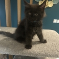 Chaton Maine Coon de race  en région Auvergne-Rhône-Alpes.