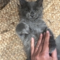 Chaton Maine Coon de race  en région Auvergne-Rhône-Alpes.