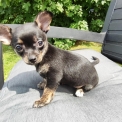 Chien Chihuahua proposée par l’élevage Of blue shadow.