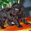 Caniche Nain disponible dans la Vienne