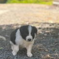 Border Collie chiot vendu 560 €