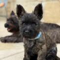 Cairn Terrier disponible en Charente-Maritime