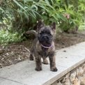 Chien Cairn Terrier proposé par l’élevage De la Bourdolle.