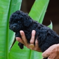 Chiot Caniche Nain sans pedigree – prix 1650 €.