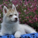 Ce petite mle Husky Sibrien propos  l'achat est n le 06/04/2025.