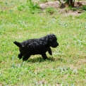 Ce petite mle Caniche Nain propos  l'achat est n le 11/04/2025.