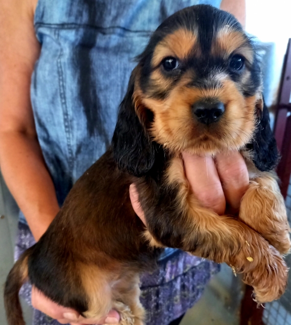 Petit mâle Cocker Anglais (Spaniel) né le 31/05/2025 est proposé – vendu 1500 €.