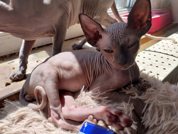 Petit mâle Sphynx né le 03/04/2025 est proposé – vendu 1500 €.