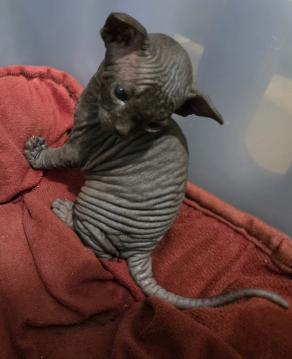 Petit mâle Sphynx né le 08/07/2025 est proposé – vendu 1500 €.