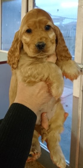 Petit mâle Cocker Anglais (Spaniel) né le 31/05/2025 est proposé – vendu 1500 €.