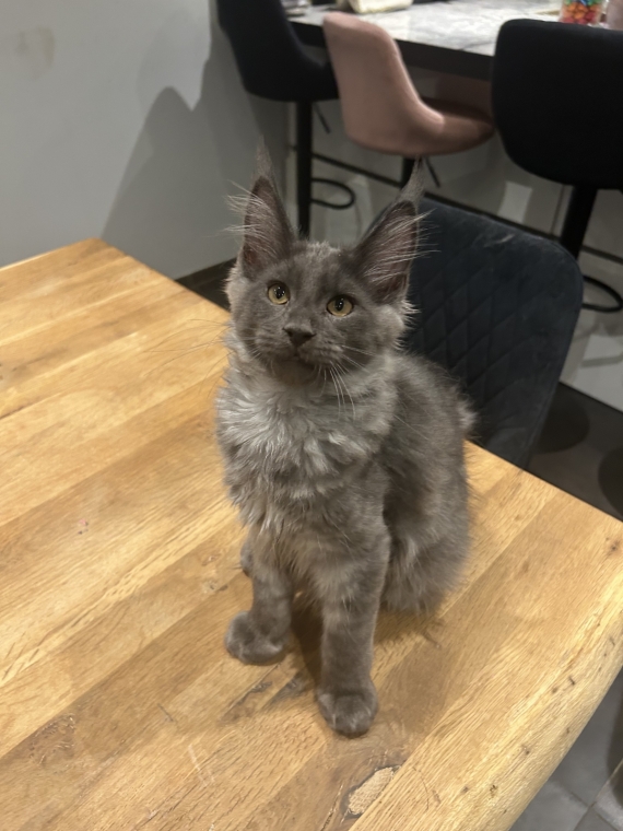 Petit mâle Maine Coon né le 25/03/2025 est proposé – vendu 1400 €.