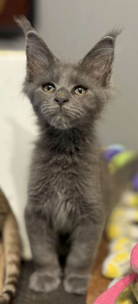 Petit mâle Maine Coon né le 20/03/2025 est proposé – vendu 1000 €.