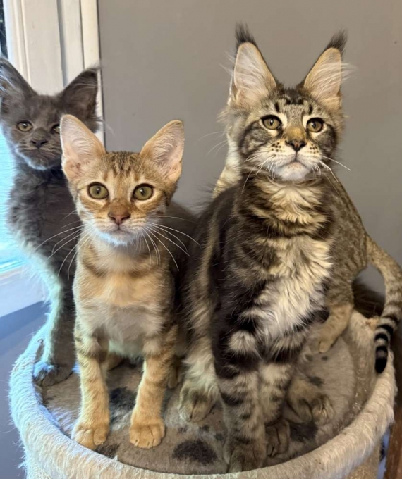 Petite femelle Maine Coon née le 20/03/2025 est proposée – vendue 1000 €.