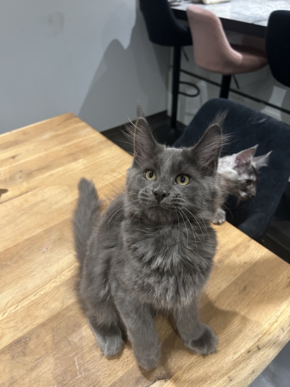 Petit mâle Maine Coon né le 25/03/2025 est proposé – vendu 1400 €.