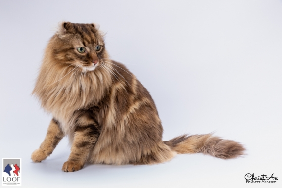 Petit mâle  né le 14/05/2025 est proposé – vendu 1200 €.