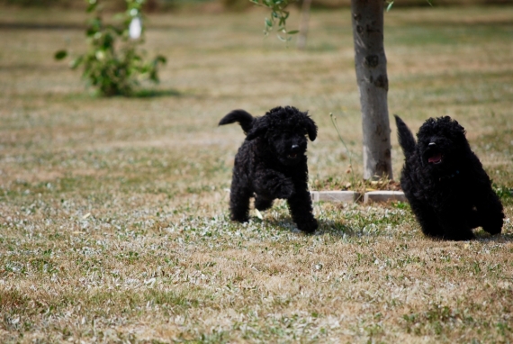 Petit mâle Caniche né le 13/04/2025 est proposé – vendu 1200 €.