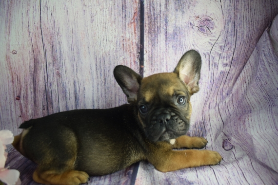 Petit mâle Bouledogue Français né le 10/05/2025 est proposé – vendu 1400 €.