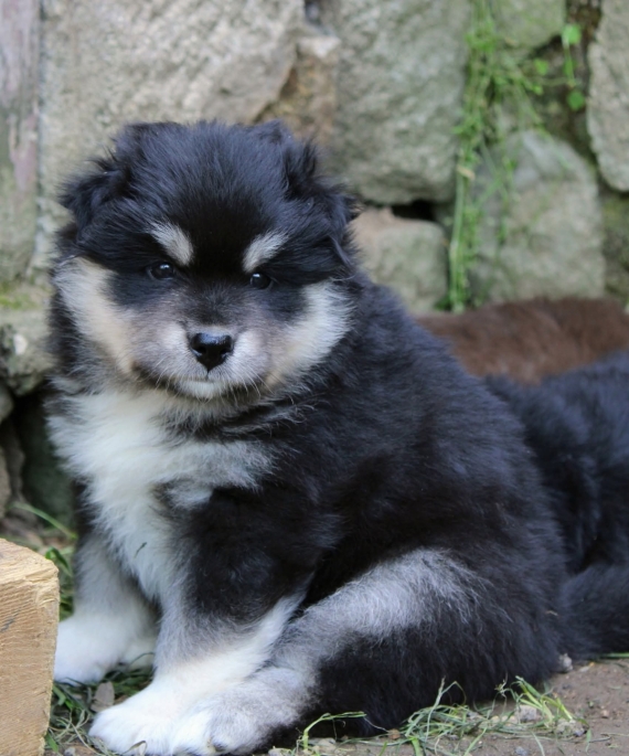 Petite femelle Chien Finnois de Laponie née le 06/06/2025 est proposée – vendue 1600 €.