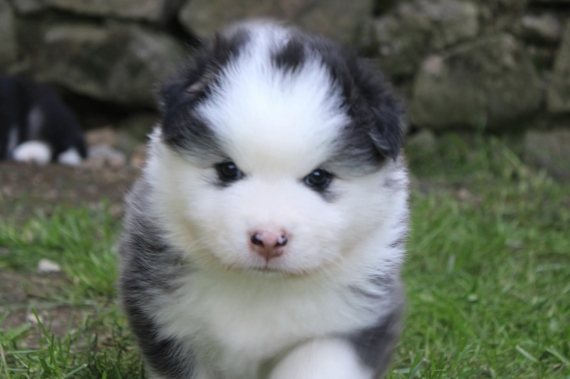 Petit mâle Chien Finnois de Laponie né le 06/06/2025 est proposé – vendu 1600 €.