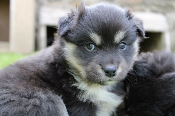 Petit mâle Chien Finnois de Laponie né le 06/06/2025 est proposé – vendu 1600 €.