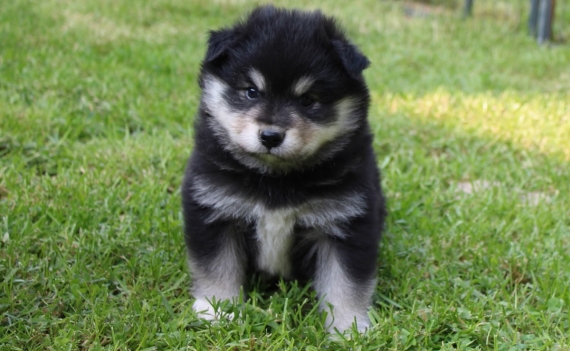 Petit mâle Chien Finnois de Laponie né le 06/06/2025 est proposé – vendu 1600 €.