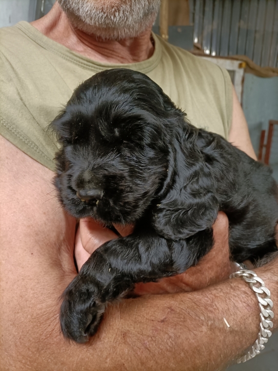 Petite femelle Cocker Anglais (Spaniel) née le 19/05/2025 est proposée – vendue 1500 €.