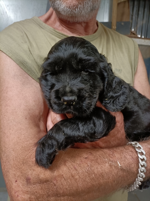 Petite femelle Cocker Anglais (Spaniel) née le 27/05/2025 est proposée – vendue 1500 €.