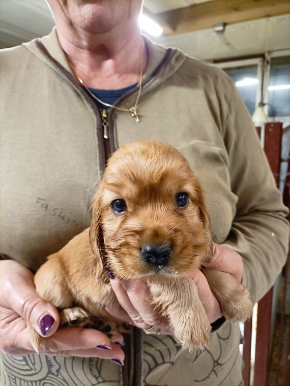 Petit mâle Cocker Anglais (Spaniel) né le 31/05/2025 est proposé – vendu 1500 €.