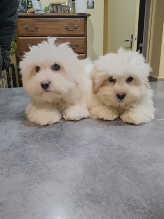 Petite femelle Coton de Tulear née le 22/05/2025 est proposée – vendue 1300 €.