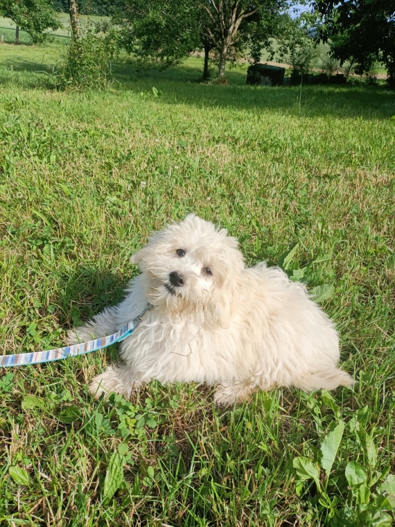 Petit mâle Coton de Tulear né le 11/01/2025 est proposé – vendu 590 €.