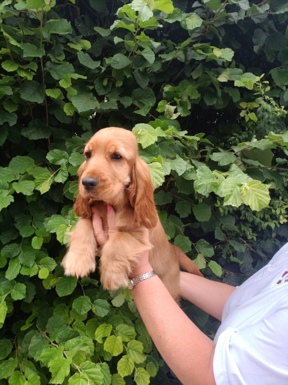 Petite femelle Cocker Anglais (Spaniel) née le 01/04/2025 est proposée – vendue 1500 €.