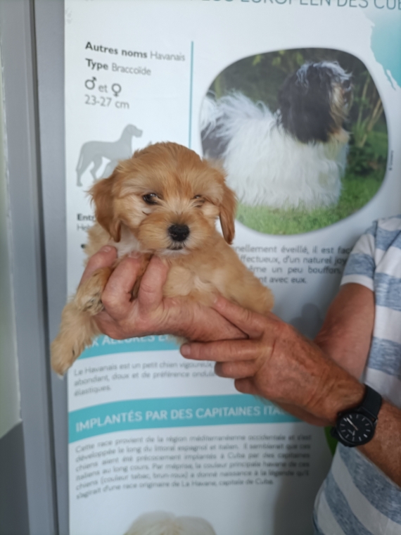Petite femelle Bichon Havanais née le 08/05/2025 est proposée – vendue 1200 €.