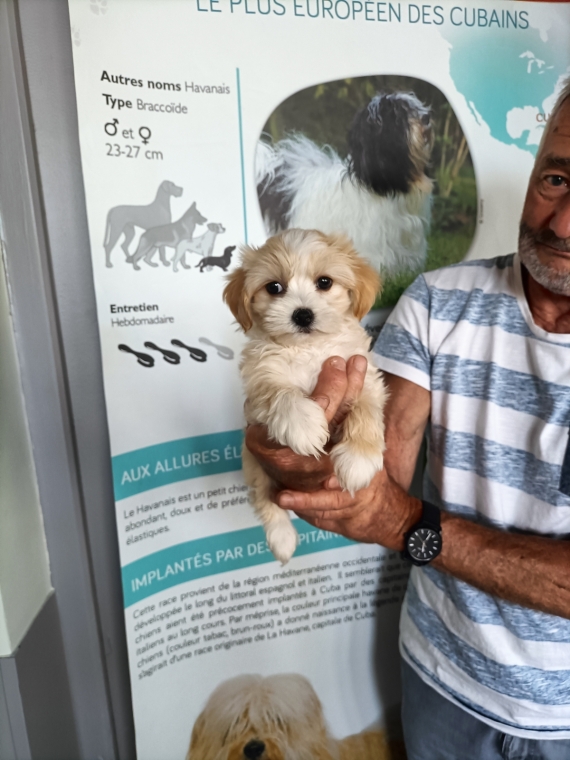 Petite femelle Bichon Havanais née le 08/05/2025 est proposée – vendue 1200 €.