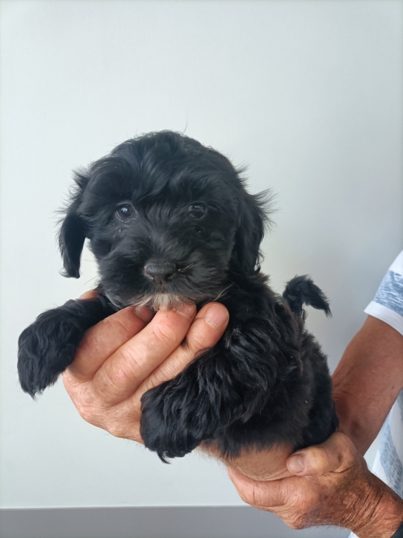 Petit mâle Bichon Havanais né le 08/05/2025 est proposé – vendu 1100 €.