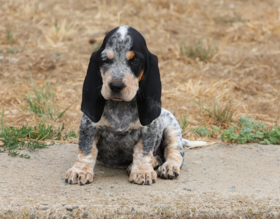 Petite femelle Basset Bleu de Gascogne née le 18/05/2025 est proposée – vendue 850 €.
