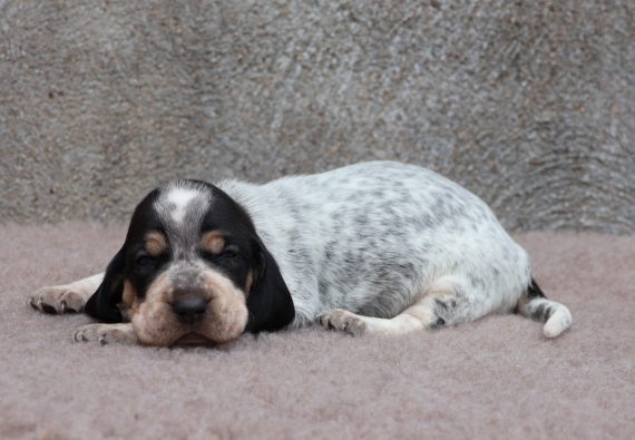 Petit mâle Basset Bleu de Gascogne né le 03/07/2025 est proposé – vendu 750 €.
