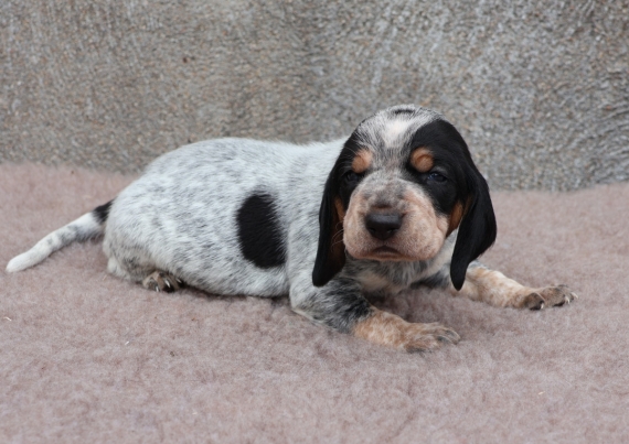 Petit mâle Basset Bleu de Gascogne né le 03/07/2025 est proposé – vendu 750 €.