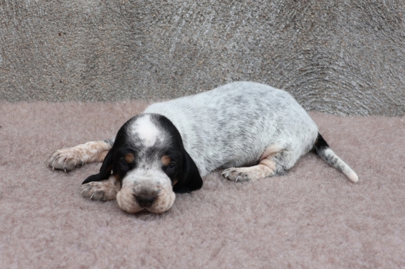 Petit mâle Basset Bleu de Gascogne né le 03/07/2025 est proposé – vendu 750 €.