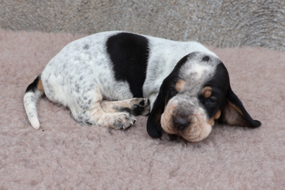 Petit mâle Basset Bleu de Gascogne né le 03/07/2025 est proposé – vendu 750 €.