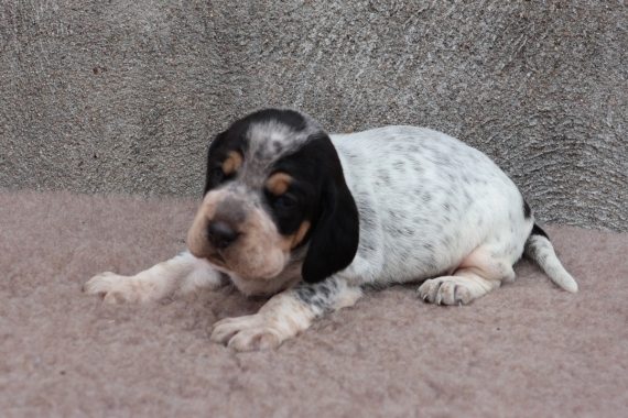 Petit mâle Basset Bleu de Gascogne né le 03/07/2025 est proposé – vendu 750 €.