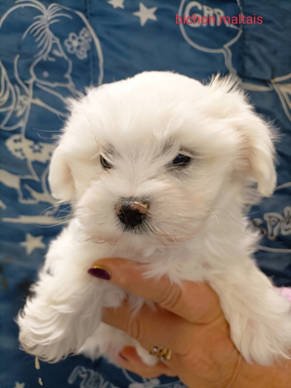 Petit mâle Bichon Maltais né le 14/06/2025 est proposé – vendu 1200 €.