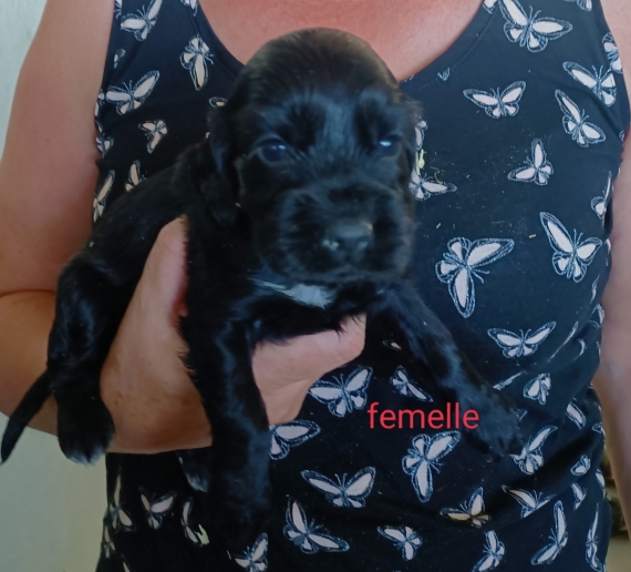 Petite femelle Cocker Anglais (Spaniel) née le 24/05/2025 est proposée – vendue 1500 €.