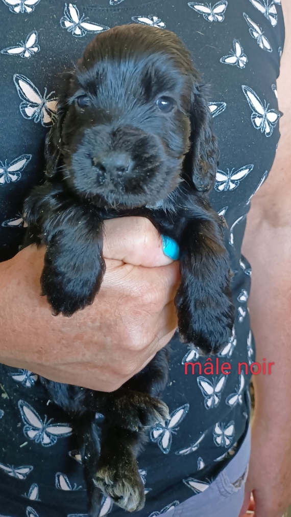 Petit mâle Cocker Anglais (Spaniel) né le 19/05/2025 est proposé – vendu 1500 €.