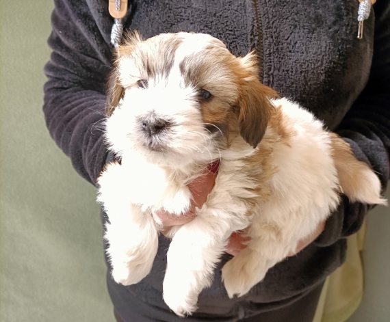 Petit mâle Coton de Tulear né le 22/05/2025 est proposé – vendu 1200 €.