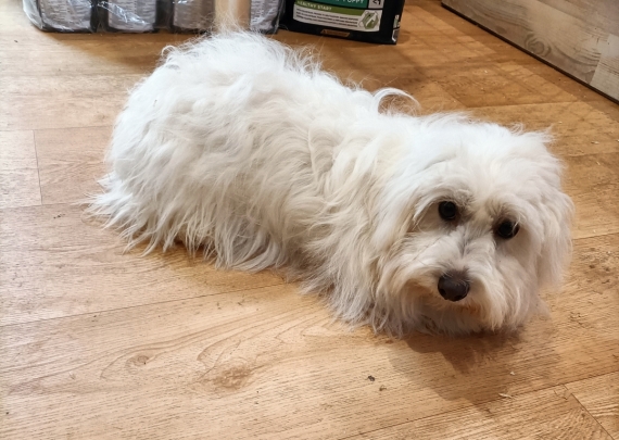 Petite femelle Coton de Tulear née le 11/01/2025 est proposée – vendue 590 €.