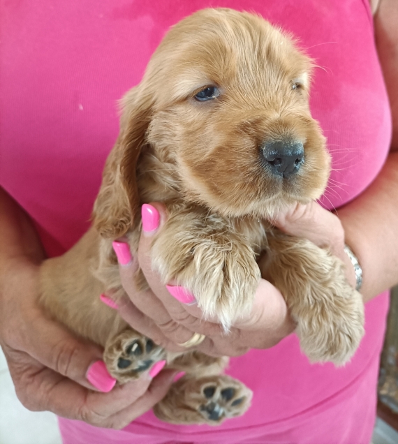 Petite femelle Cocker Anglais (Spaniel) née le 27/05/2025 est proposée – vendue 1500 €.