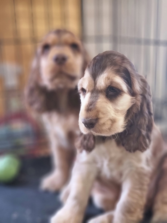 Petit mâle Cocker Anglais (Spaniel) né le 24/05/2025 est proposé – vendu 1500 €.