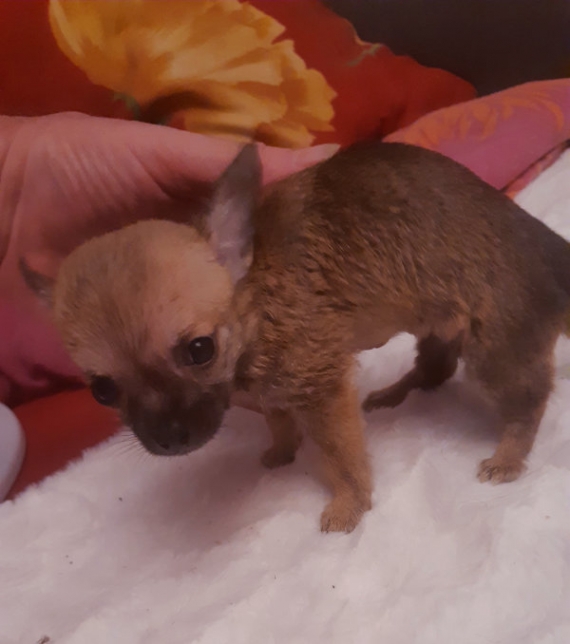 Petite femelle Chihuahua née le 07/06/2025 est proposée – vendue 1000 €.